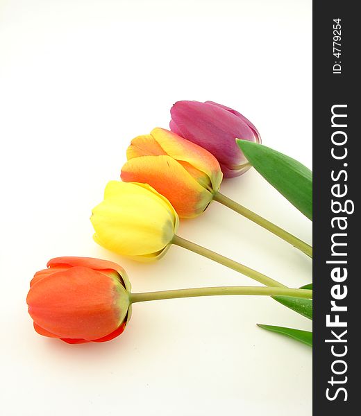 Red, yellow and violet tulips, isolated on white background. Red, yellow and violet tulips, isolated on white background.