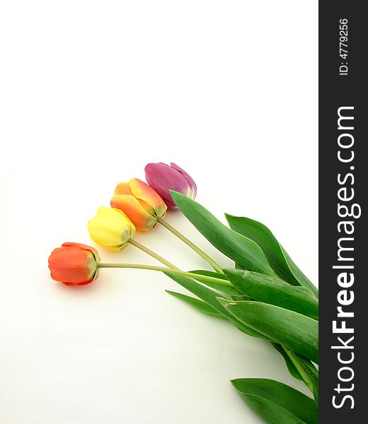 Red, violet and yellow tulips, isolated on white background. Red, violet and yellow tulips, isolated on white background.