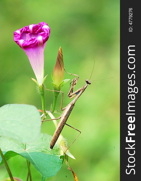 A mantis is perched on morning glory in green background.