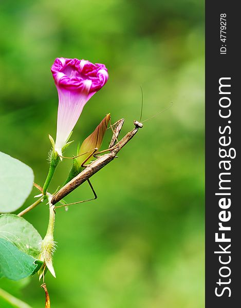 A brown mantis is perched on morning glory in green background. A brown mantis is perched on morning glory in green background.