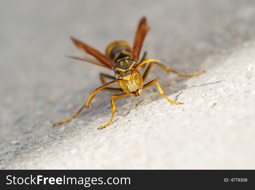 Close-up shooting of the angry wasp on the ground。