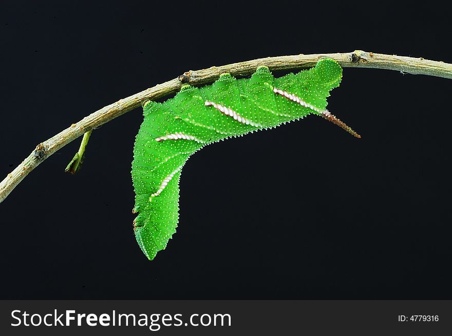 A close-up of a hawkmoth larva on a plant. in black background. A close-up of a hawkmoth larva on a plant. in black background.