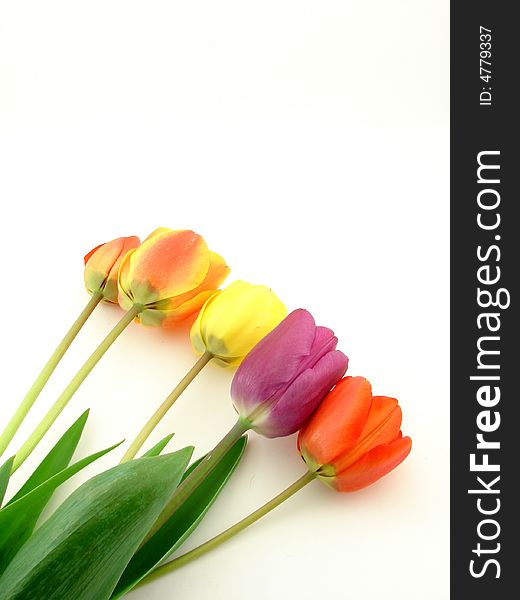 Red, yellow and violet tulips, isolated on white background. Red, yellow and violet tulips, isolated on white background.