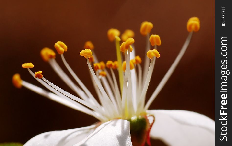 Plum tree flower