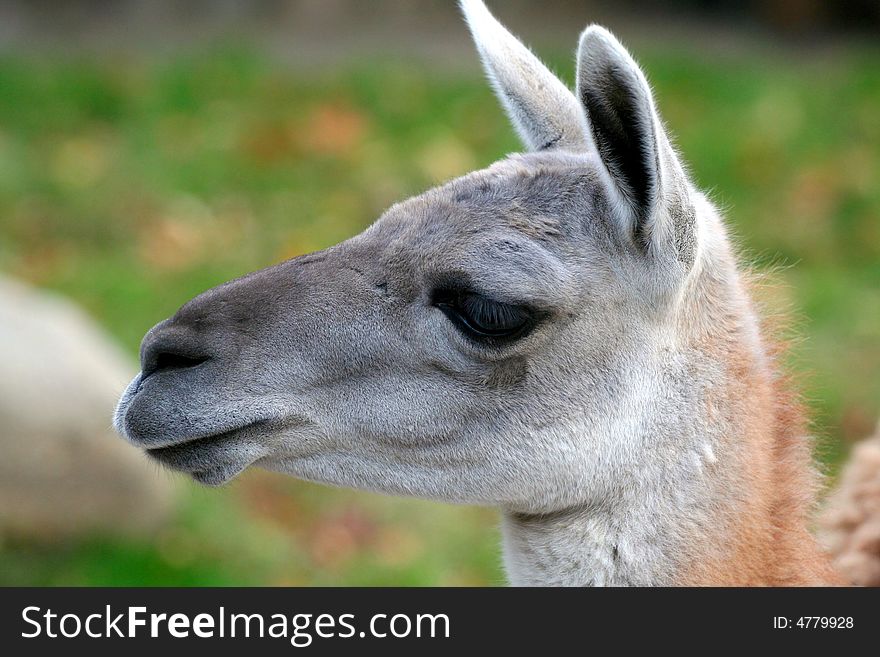 The llama (guanako) from the Moscow zoo
