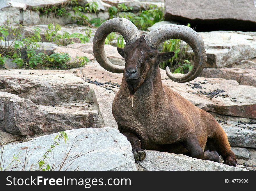The goat with horns from Moscow zoo