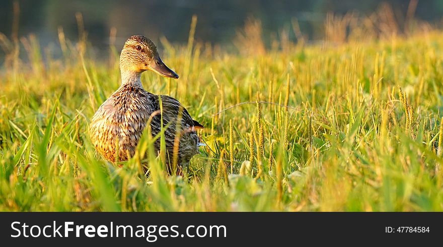 One duck with green grass.