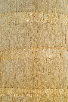 Royal Palm Wooden Texture Royalty Free Stock Image Royal Palm Wooden Texture Royalty Free Stock Image