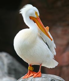 A Pelican Stands Atop A Stake Royalty Free Stock Images A Pelican Stands Atop A Stake Royalty Free Stock Images