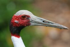 Red Crowned Crane Royalty Free Stock Photo