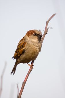Sparrow Royalty Free Stock Photo