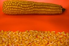 Corn Seeds With Corn Clip Royalty Free Stock Images