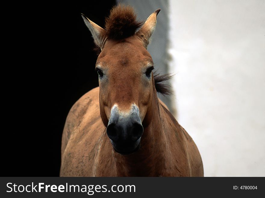 Horse on a black background
