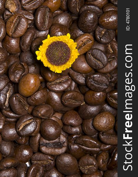 Texture with coffee beans and sunflower. Texture with coffee beans and sunflower