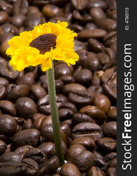 Sunflower energetized by coffee beans field. Sunflower energetized by coffee beans field