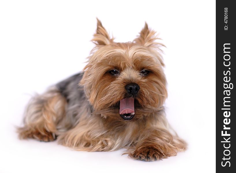 A photo of small yawning yorkshire isolated. A photo of small yawning yorkshire isolated