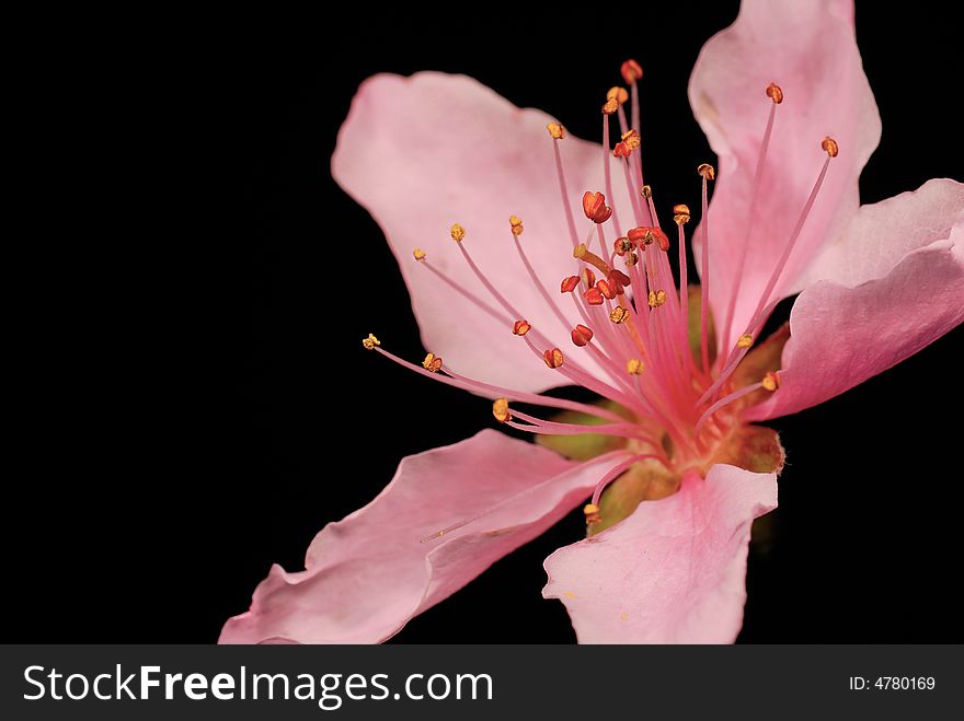 Isolated peach blossom with black background