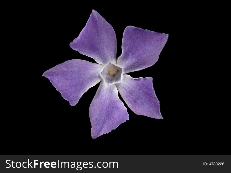 Isolated purple flower with black background