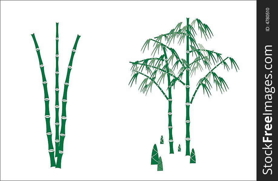 Illustrations bamboo on white background