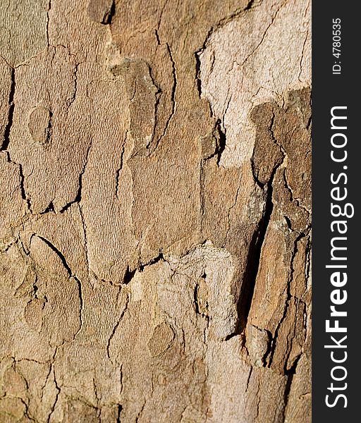 Tree bark, outdoor, closeup, natural pattern