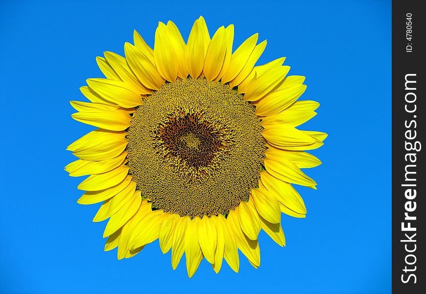 Yellow sunflower on the blue background
