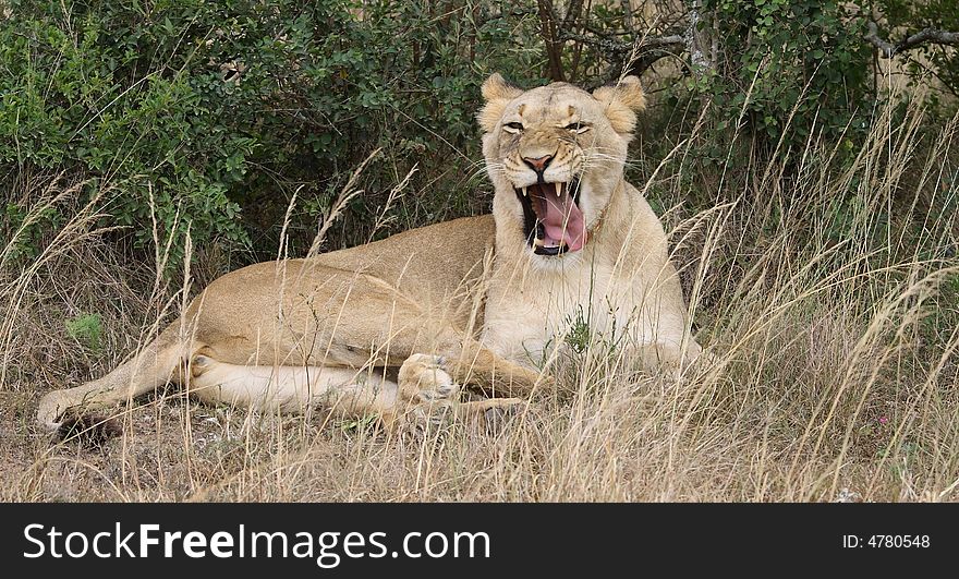 Lioness resting after a night of hunting in the Addo National Park, South Africa.