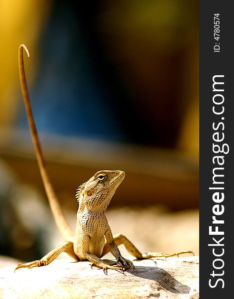 Lizard in the sun, Nepal