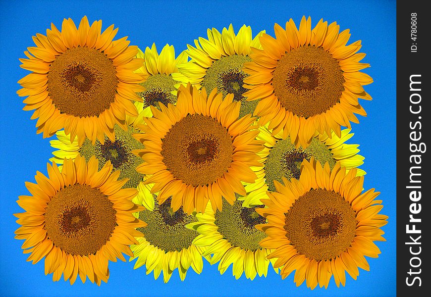 Yellow and orange sunflowers on the blue background