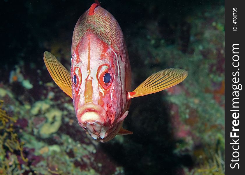 Big eyes of Soldierfish, Red sea