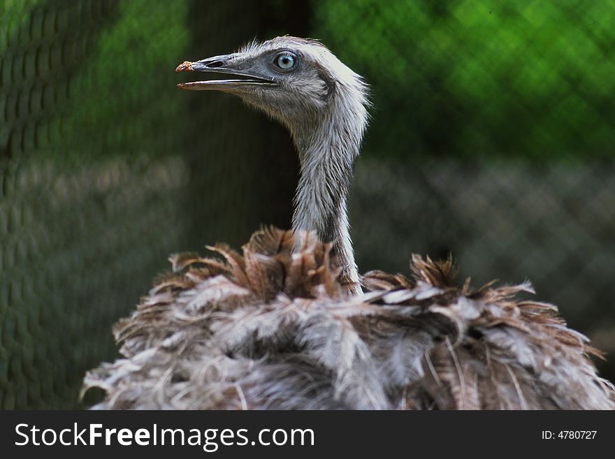African ostrich on a green background