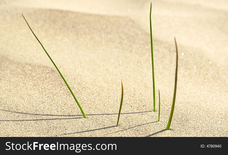 Newborn Green Grass In Desert