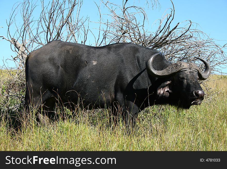 A male buffalo in a game park in south africa. A male buffalo in a game park in south africa
