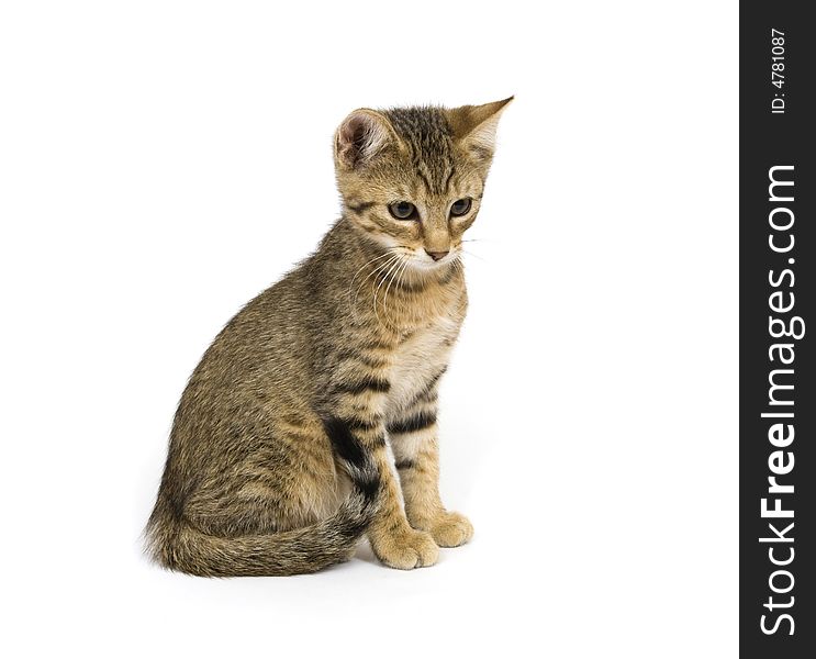 Kitten Sitting On White Background