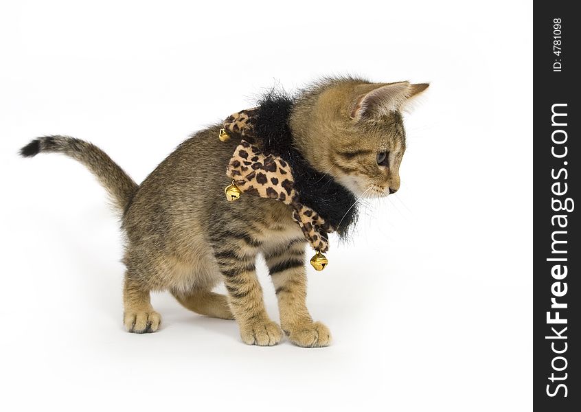 A kitten wears a collar with bells on a white background. A kitten wears a collar with bells on a white background
