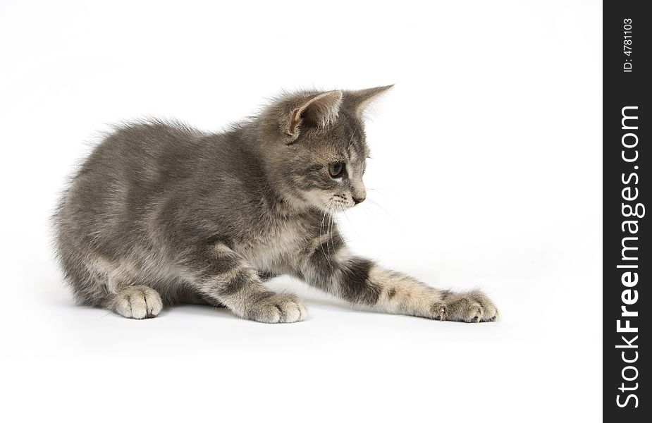 A gray kitten plays in this photo taken with a 15mm lens. A gray kitten plays in this photo taken with a 15mm lens