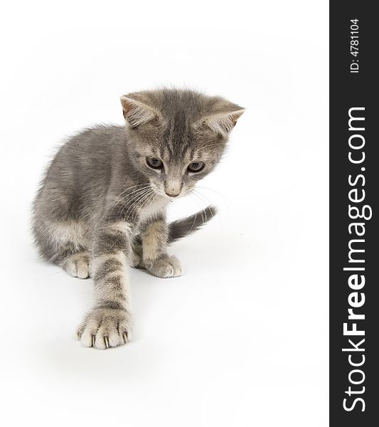 A gray kitten plays in this photo taken with a 15mm lens. A gray kitten plays in this photo taken with a 15mm lens