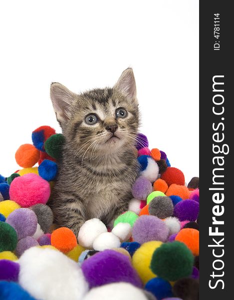 A kitten sits in a pile of colorful puff balls on a white background. A kitten sits in a pile of colorful puff balls on a white background