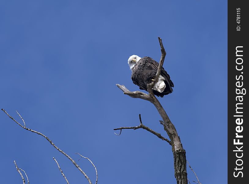 A bald eagle looks down from a perch on a clear day. A bald eagle looks down from a perch on a clear day