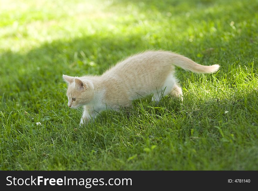 A yellow kitten plays in the grass on a sunny afternoon. A yellow kitten plays in the grass on a sunny afternoon