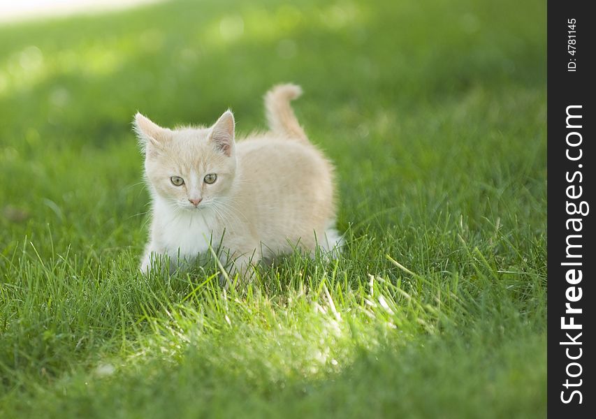 Yellow Kitten Playing In The Grass