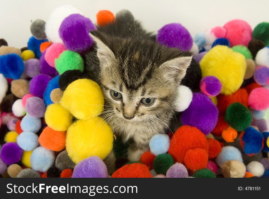 A kitten sits in a pile of colorful puff balls on a white background. A kitten sits in a pile of colorful puff balls on a white background