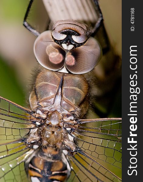 Close up of a dragonfly. Close up of a dragonfly