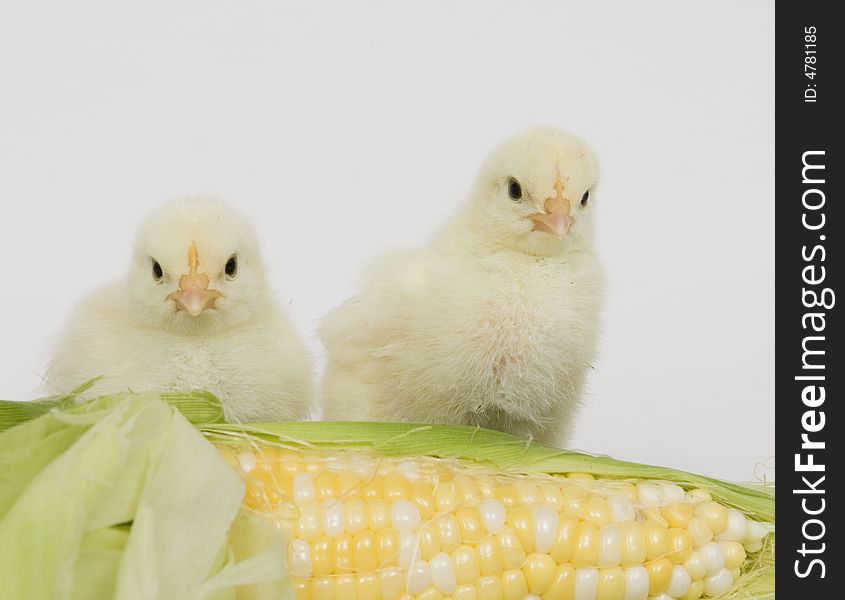 Two yellow chicks stand next to a fresh ear of corn on a white background. Two yellow chicks stand next to a fresh ear of corn on a white background