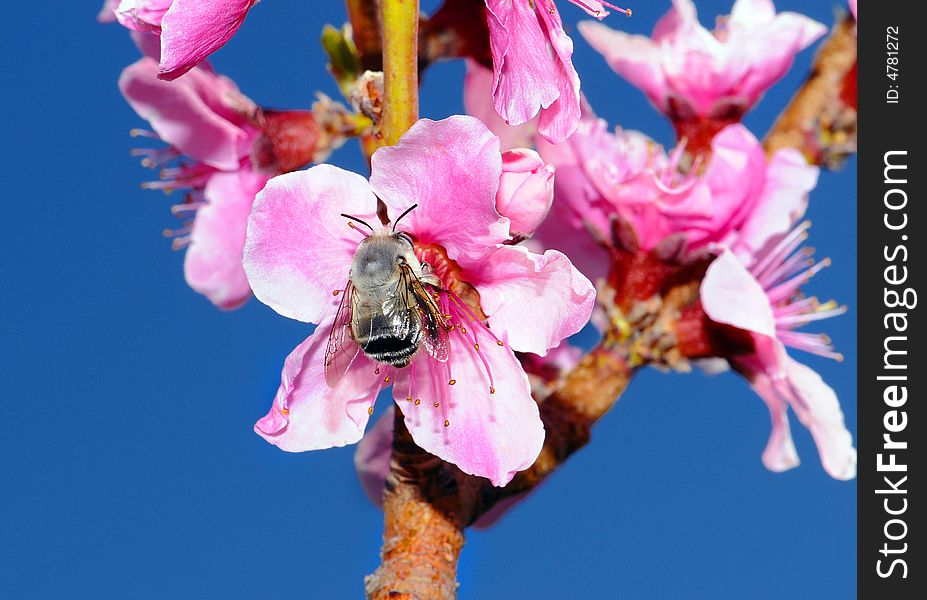 Bumblebee on a peach flower bud in the spring season