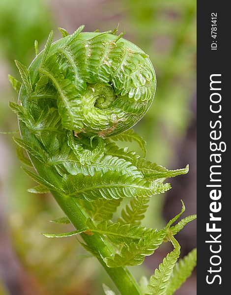 Young fern sprout in a spiral shape. Young fern sprout in a spiral shape