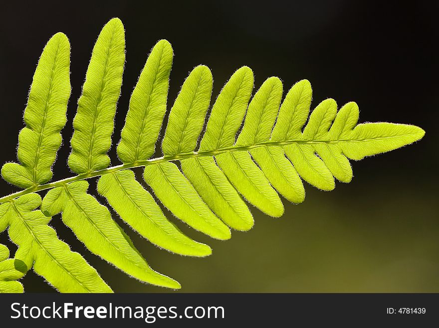 Sunlight going through a fern leaf. Sunlight going through a fern leaf