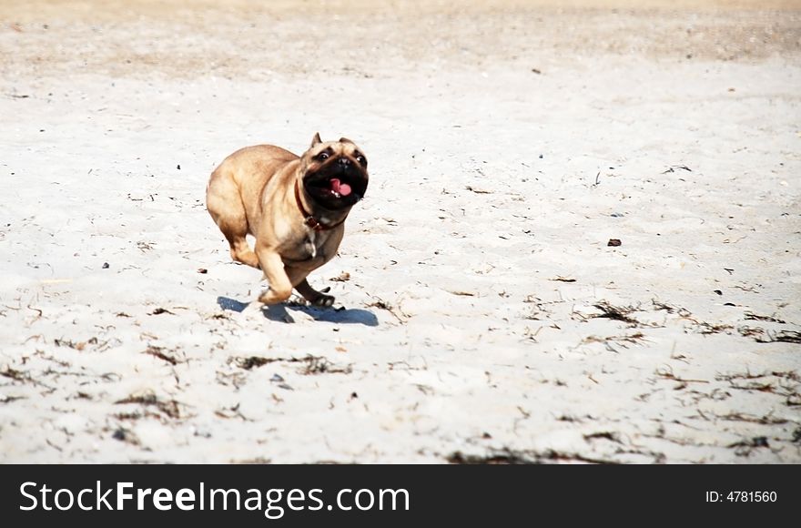 Running dog on the beach