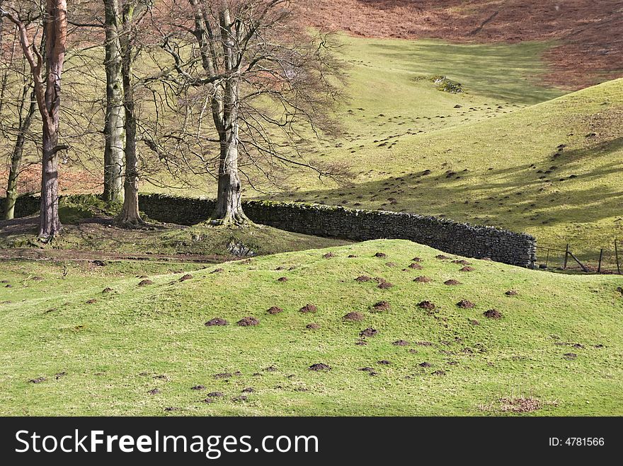 A view of molehills and winter trees in a rolling meadow with a dry stone wall. A view of molehills and winter trees in a rolling meadow with a dry stone wall