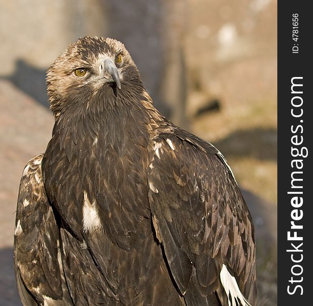 Carnivore bird glaring suspiciously at the camera. Carnivore bird glaring suspiciously at the camera