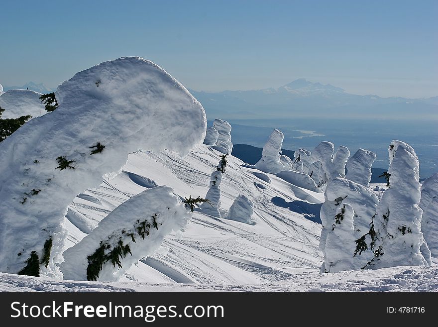 Trees under a fresh blanket of snow. Trees under a fresh blanket of snow